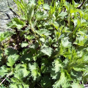 Photographie n°2179037 du taxon Urtica dioica L. [1753]