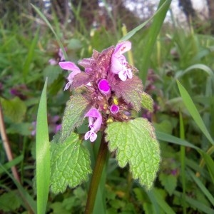 Photographie n°2179047 du taxon Lamium purpureum L. [1753]