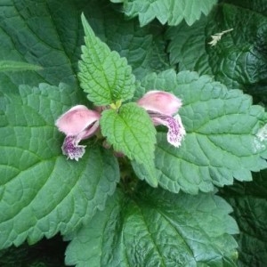 Photographie n°2179054 du taxon Lamium purpureum L. [1753]