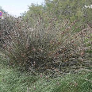 Photographie n°2179063 du taxon Juncus acutus L. [1753]