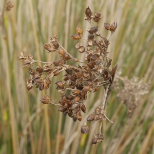 Photographie n°2179064 du taxon Juncus acutus L. [1753]