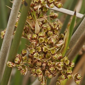 Photographie n°2179065 du taxon Juncus acutus L. [1753]