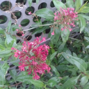 Photographie n°2179105 du taxon Centranthus ruber (L.) DC. [1805]