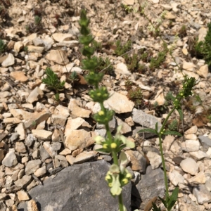 Photographie n°2179111 du taxon Stachys recta L.