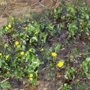 Photographie n°2179129 du taxon Caltha palustris L. [1753]