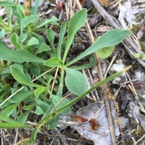 Photographie n°2179146 du taxon Linum campanulatum L.