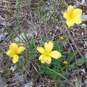 Photographie n°2179149 du taxon Linum campanulatum L.