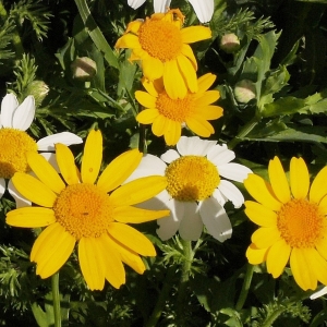 Photographie n°2179158 du taxon Glebionis segetum (L.) Fourr. [1869]