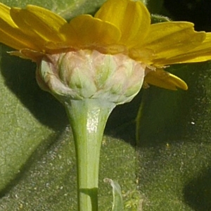 Photographie n°2179159 du taxon Glebionis segetum (L.) Fourr. [1869]