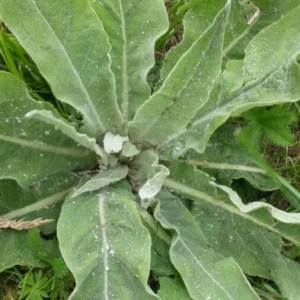 Photographie n°2179190 du taxon Verbascum thapsus L. [1753]