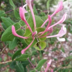 Photographie n°2179202 du taxon Lonicera caprifolium L. [1753]