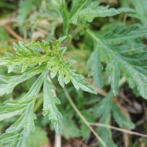 Photographie n°2179216 du taxon Verbena officinalis L. [1753]