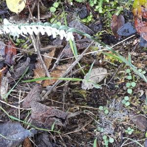 Photographie n°2179228 du taxon Spiranthes spiralis (L.) Chevall. [1827]