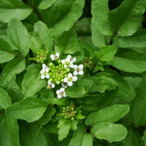 Photographie n°2179241 du taxon Cardamine amara L. [1753]