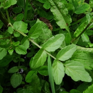 Photographie n°2179245 du taxon Cardamine amara L. [1753]