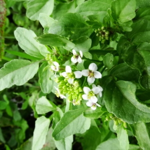 Photographie n°2179246 du taxon Cardamine amara L. [1753]