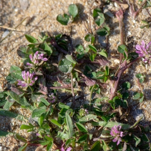 Photographie n°2179256 du taxon Trifolium resupinatum L. [1753]