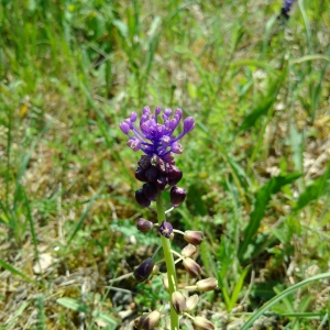 Photographie n°2179328 du taxon Muscari comosum (L.) Mill. [1768]