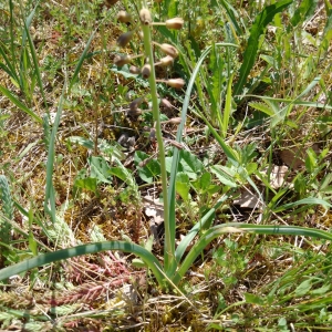 Photographie n°2179329 du taxon Muscari comosum (L.) Mill. [1768]