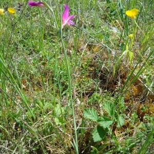 Photographie n°2179345 du taxon Gladiolus italicus Mill. [1768]