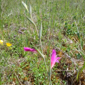 Photographie n°2179346 du taxon Gladiolus italicus Mill. [1768]