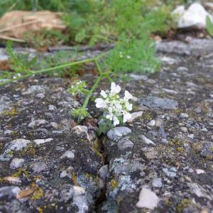 Photographie n°2179358 du taxon Orlaya grandiflora (L.) Hoffm. [1814]