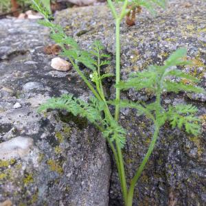 Photographie n°2179366 du taxon Orlaya grandiflora (L.) Hoffm. [1814]