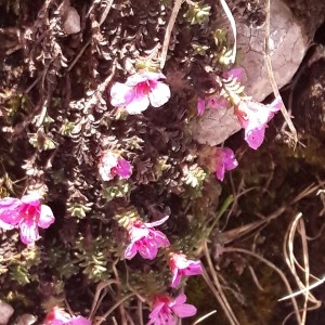 Photographie n°2179384 du taxon Saxifraga oppositifolia L. [1753]