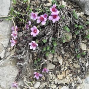 Photographie n°2179385 du taxon Saxifraga oppositifolia L. [1753]