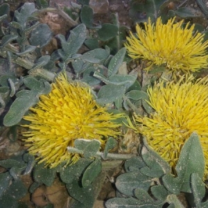  - Centaurea eriophora L. [1753]