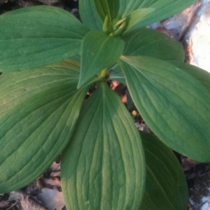 Photographie n°2179444 du taxon Lilium martagon L. [1753]