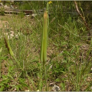 Photographie n°2179450 du taxon Urospermum dalechampii (L.) Scop. ex F.W.Schmidt [1795]