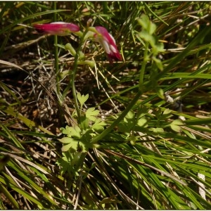 Photographie n°2179454 du taxon Fumaria capreolata L. [1753]