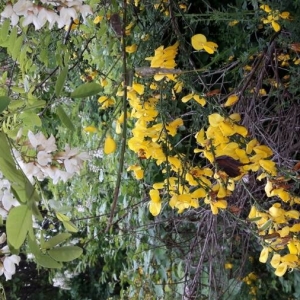 Photographie n°2179462 du taxon Cytisus scoparius (L.) Link [1822]