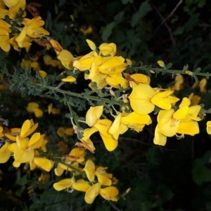 Photographie n°2179463 du taxon Cytisus scoparius (L.) Link [1822]