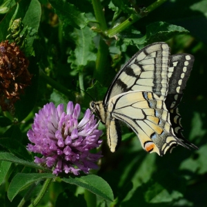 Photographie n°2179471 du taxon Trifolium pratense L. [1753]