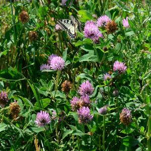 Photographie n°2179472 du taxon Trifolium pratense L. [1753]