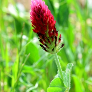 Photographie n°2179473 du taxon Trifolium incarnatum L. [1753]