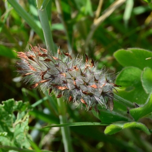 Photographie n°2179474 du taxon Trifolium incarnatum L. [1753]