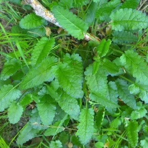 Photographie n°2179477 du taxon Betonica officinalis L. [1753]