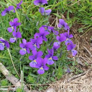 Photographie n°2179479 du taxon Viola tricolor L. [1753]