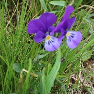 Photographie n°2179480 du taxon Viola tricolor L. [1753]