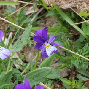 Photographie n°2179482 du taxon Viola tricolor L. [1753]