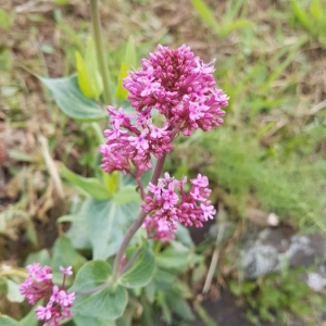 Photographie n°2179488 du taxon Centranthus ruber (L.) DC. [1805]