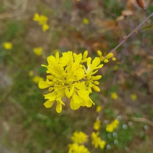 Photographie n°2179489 du taxon Sinapis arvensis L. [1753]