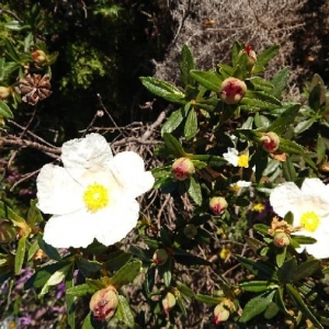 Photographie n°2179498 du taxon Cistus ladanifer L. [1753]