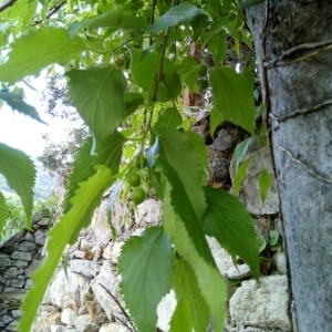 Photographie n°2179504 du taxon Celtis australis L. [1753]