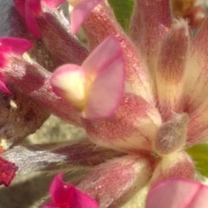 Photographie n°2179516 du taxon Anthyllis vulneraria L. [1753]