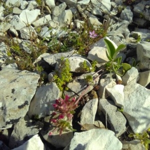 Photographie n°2179518 du taxon Anthyllis vulneraria L. [1753]