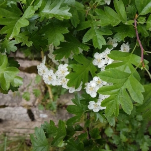 Photographie n°2179522 du taxon Crataegus laevigata (Poir.) DC. [1825]